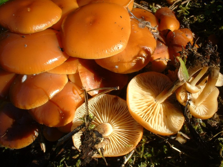 ultimi della stagione